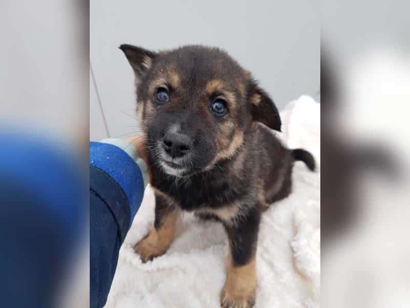 Clark, ca. 3 Monate alt