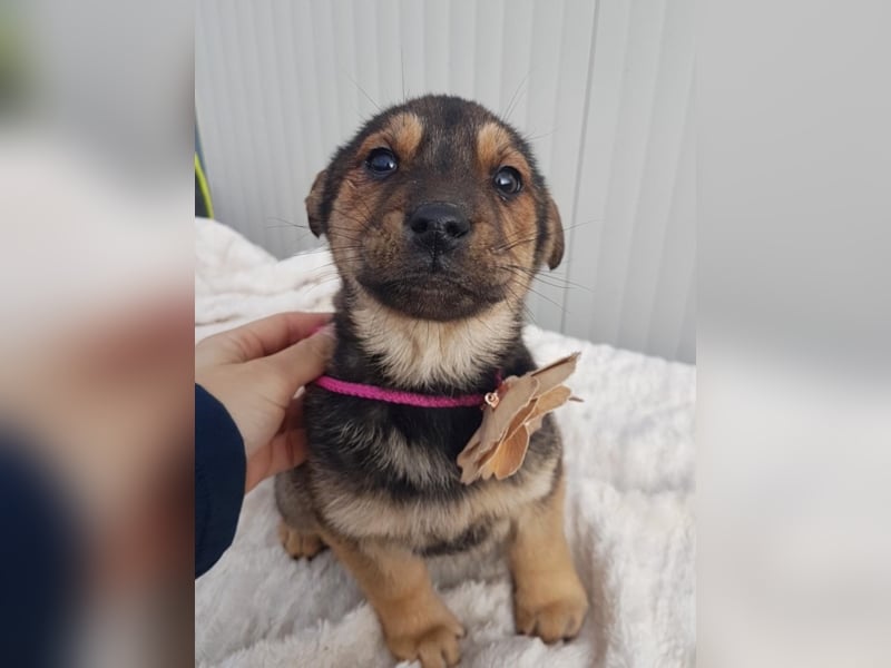 Paloma, ca. 4 Monate alt