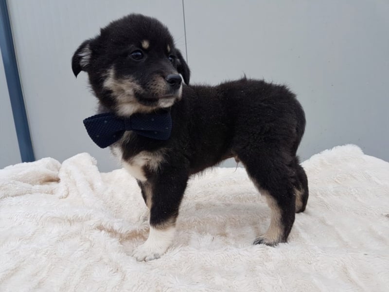 Chester, ca. 3 Monate alt