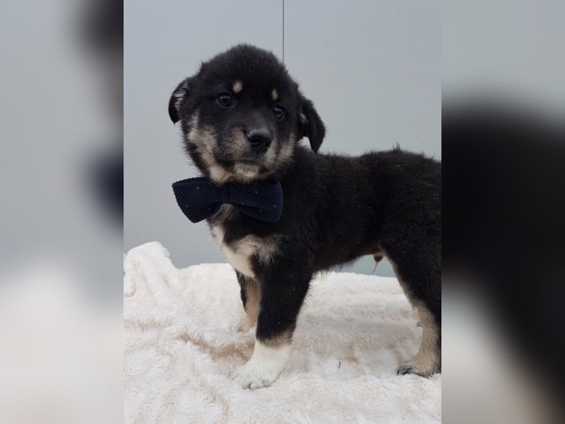 Chester, ca. 3 Monate alt