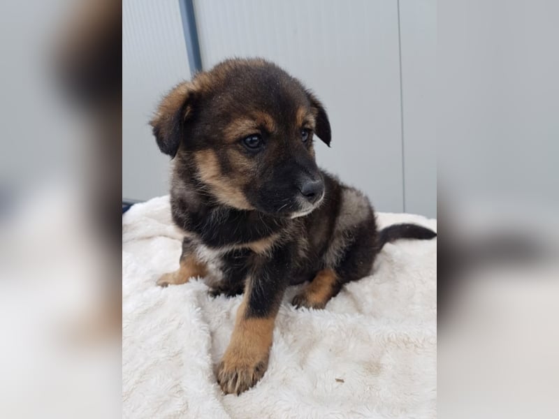 Clark, ca. 3 Monate alt