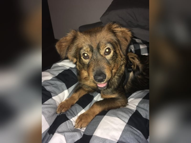 Caramel, ca. 9 Monate alt