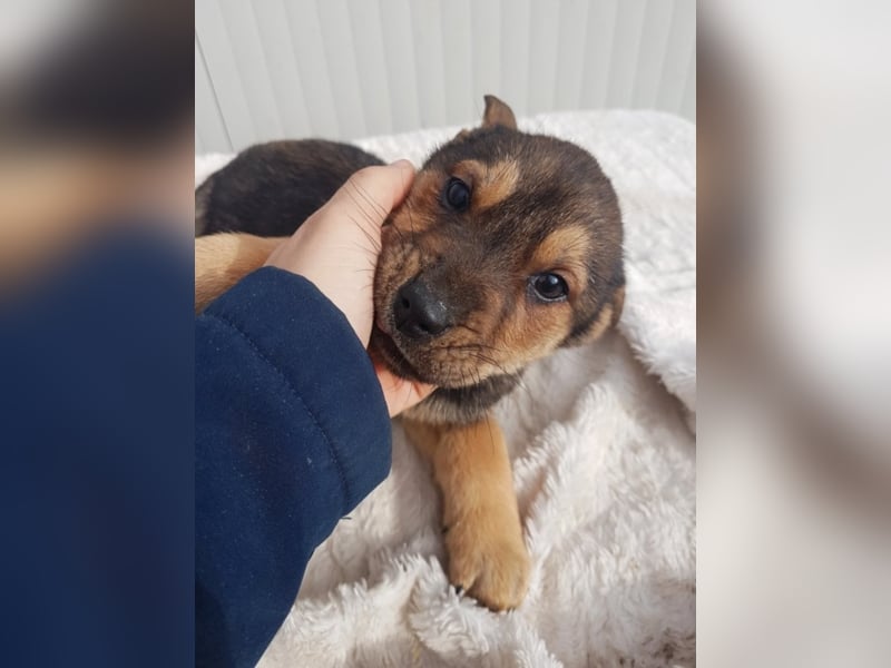 Paloma, ca. 4 Monate alt