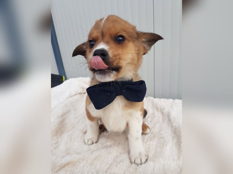 Chuck, ca. 3 Monate alt