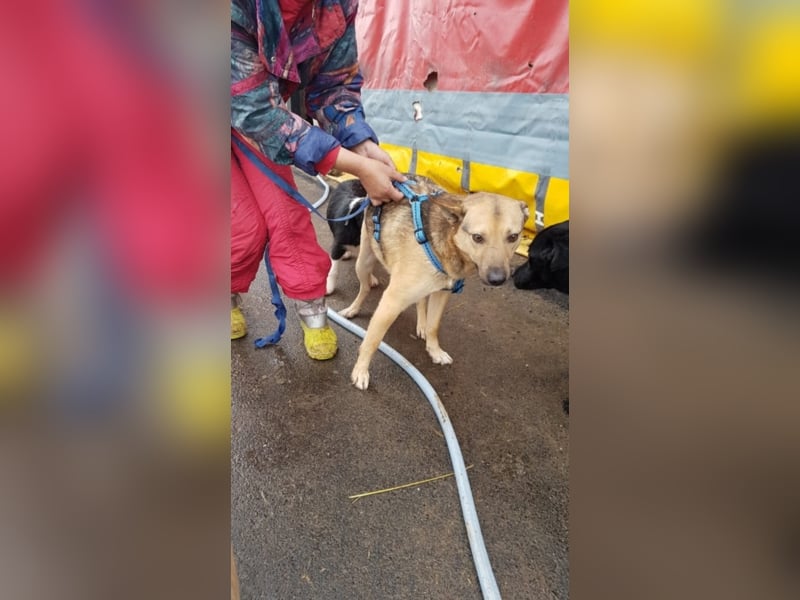 Octavio sucht ein neues Zuhause