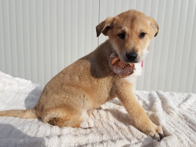 Malina, ca. 4 Monate alt