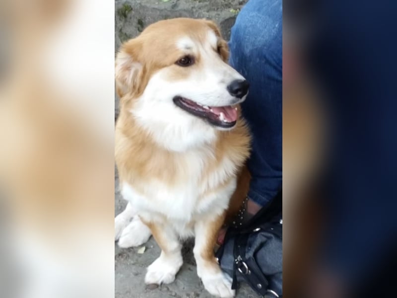 Aurell, ca. 1,5 Jahre alt