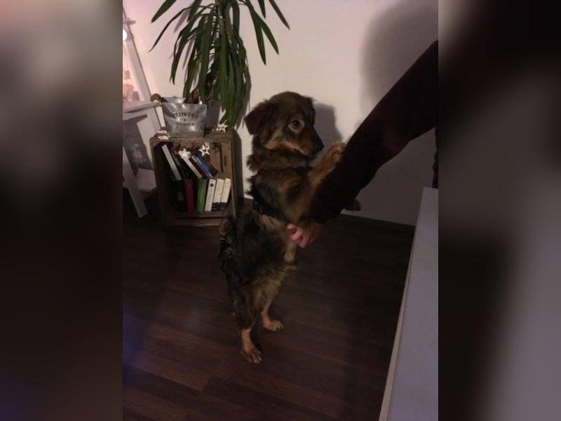 Caramel, ca. 9 Monate alt