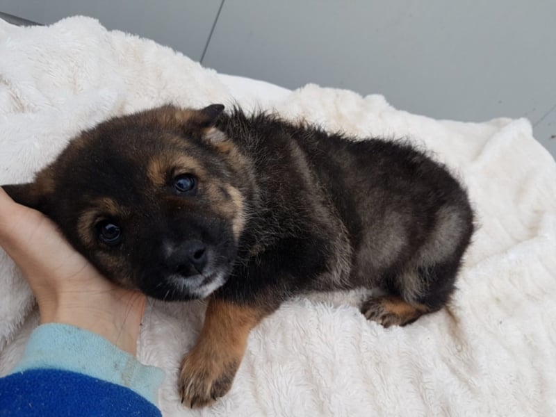 Clark, ca. 3 Monate alt