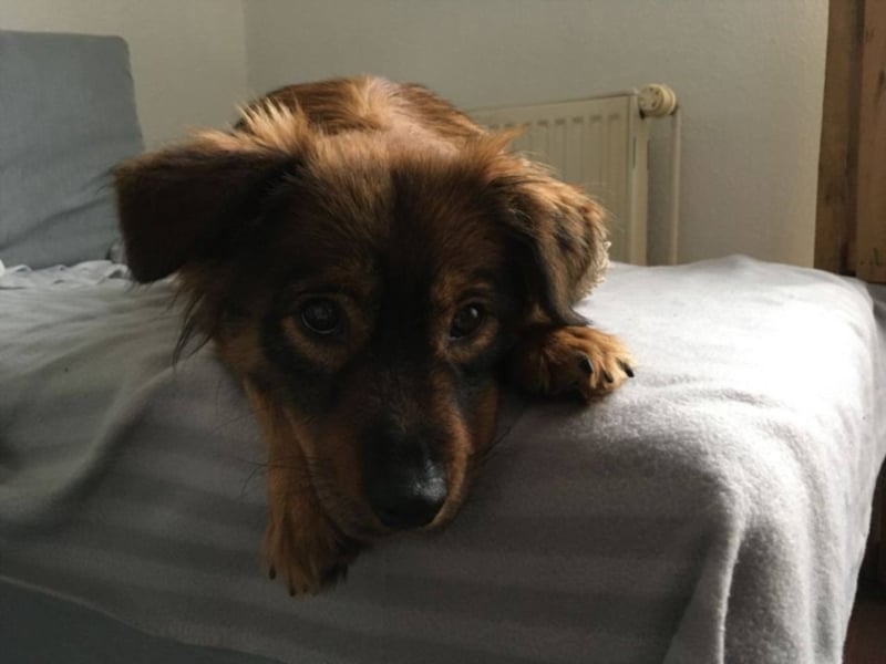 Caramel, ca. 9 Monate alt