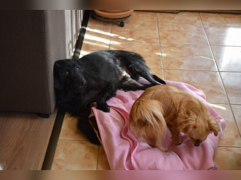 Eddy, ca. 2 Jahre alt