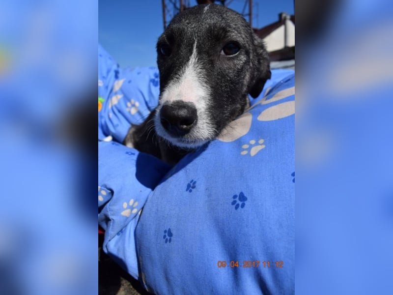 Said, ca. 4 Monate alt