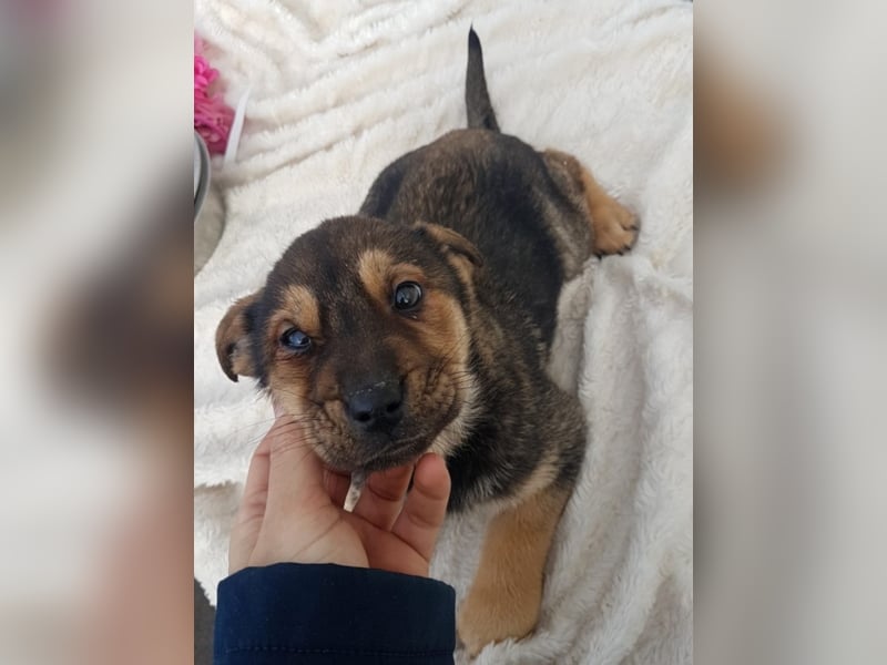 Paloma, ca. 4 Monate alt