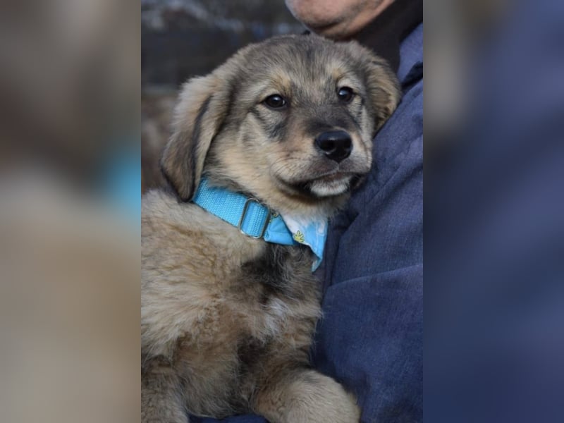 Ben, ca. 4 Monate alt