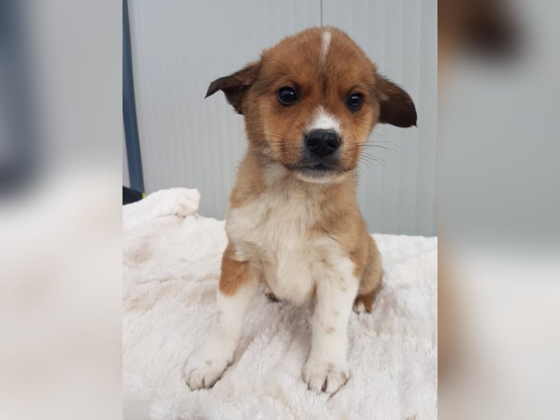 Chuck, ca. 3 Monate alt