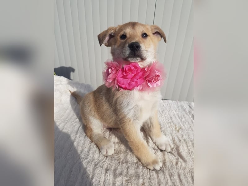 Malina, ca. 4 Monate alt