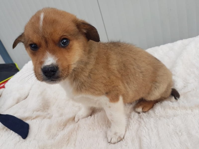 Chuck, ca. 3 Monate alt