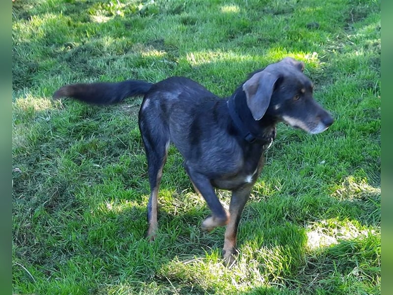 Kira sucht ein neues Zuhause