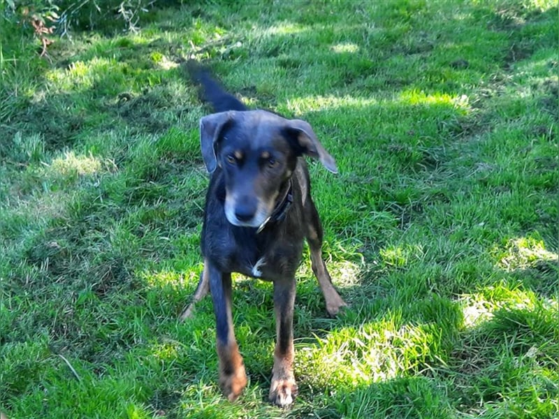 Kira sucht ein neues Zuhause