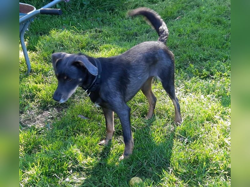 Kira sucht ein neues Zuhause