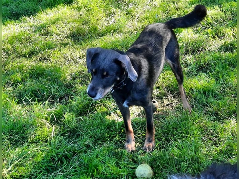 Kira sucht ein neues Zuhause