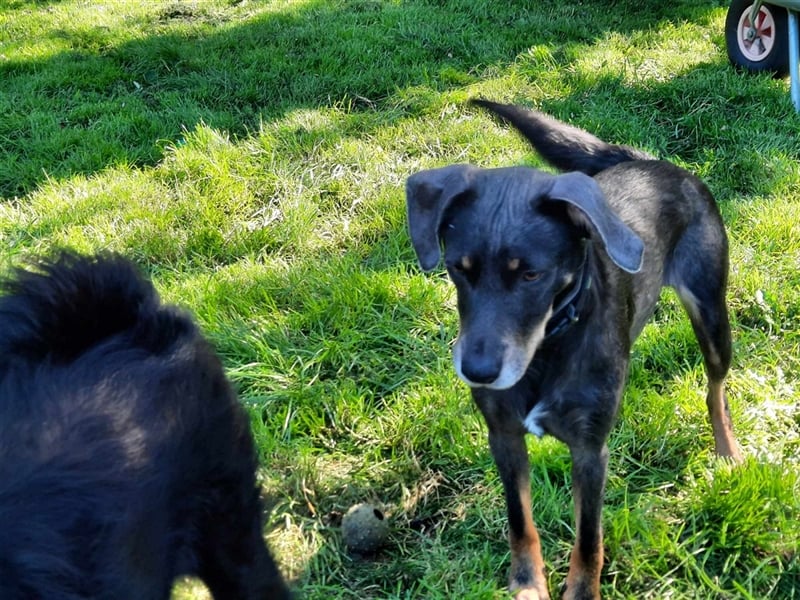 Kira sucht ein neues Zuhause