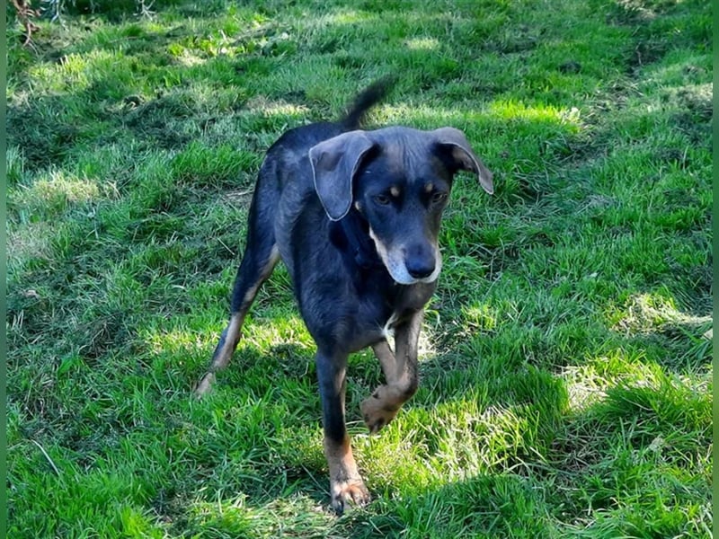 Kira sucht ein neues Zuhause