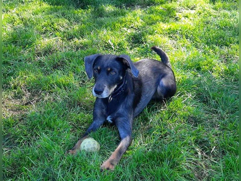 Kira sucht ein neues Zuhause