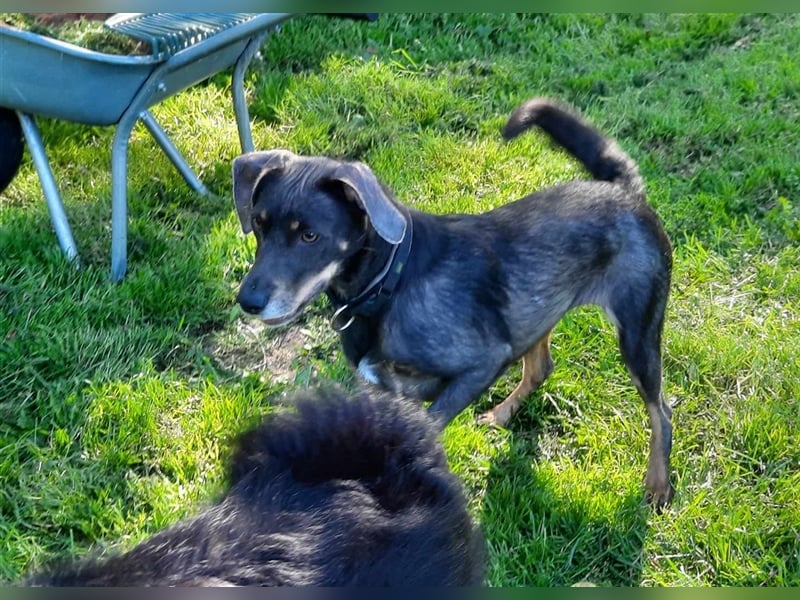 Kira sucht ein neues Zuhause