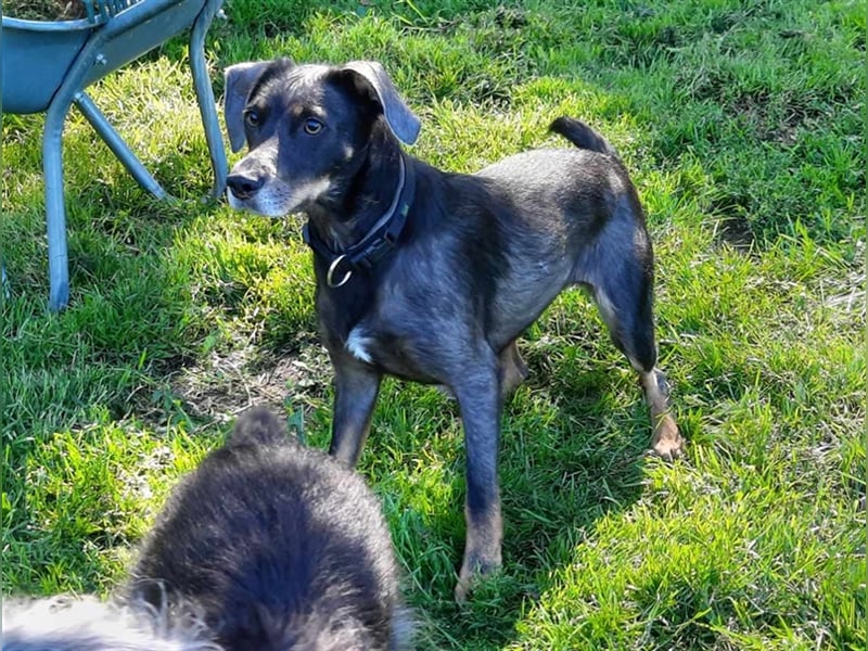 Kira sucht ein neues Zuhause