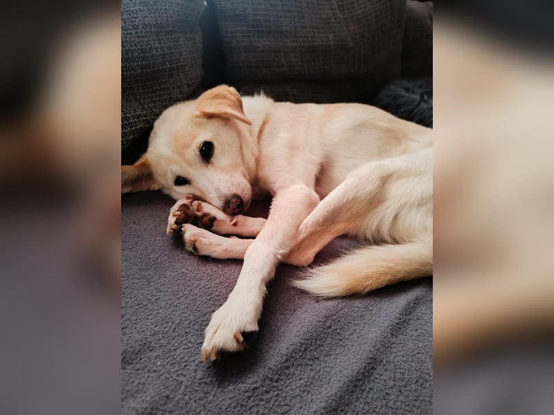 Sanfte Peaches sucht gemütliches Sofa