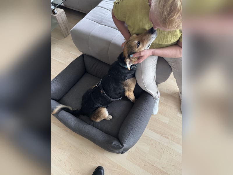 Nero Liebevoller Rüde sucht seine Menschen