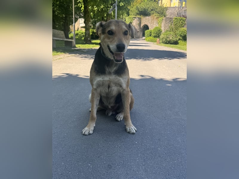 Nero Liebevoller Rüde sucht seine Menschen