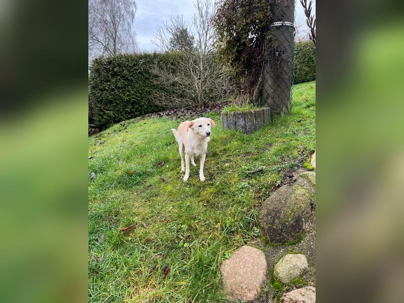 Sanfte Peaches sucht gemütliches Sofa