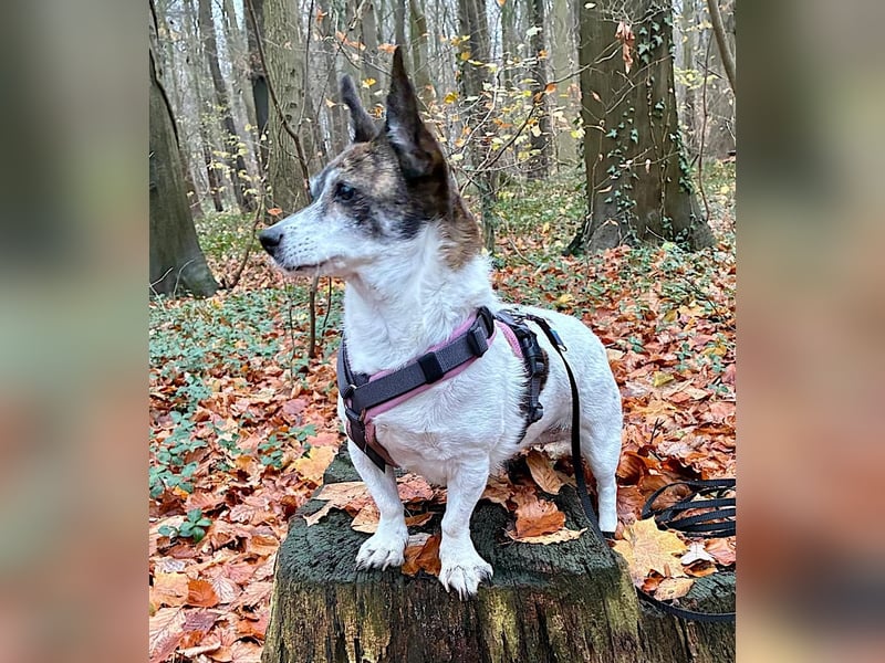 LISBETH sucht einen Menschen, der sie versteht