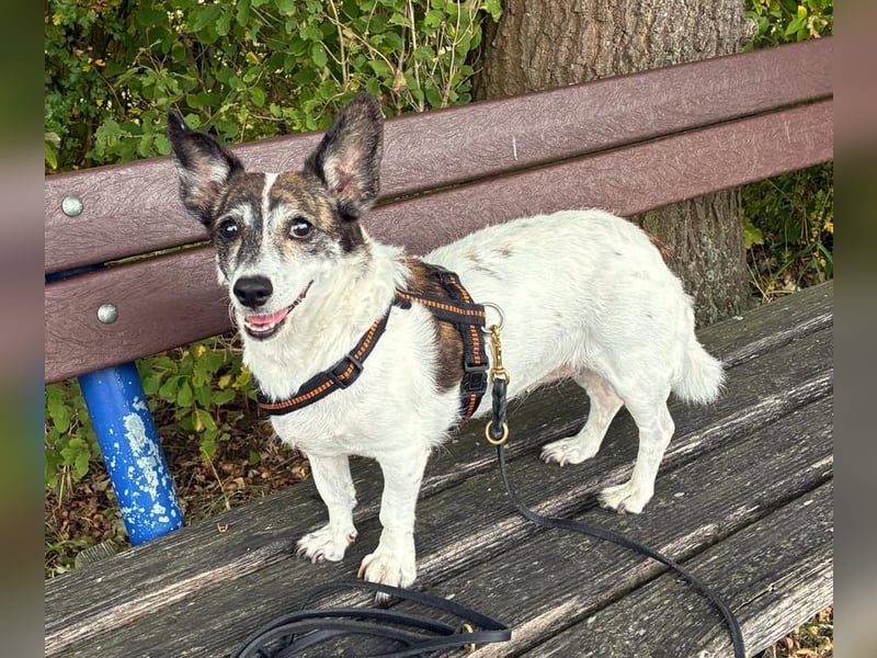 LISBETH sucht einen Menschen, der sie versteht