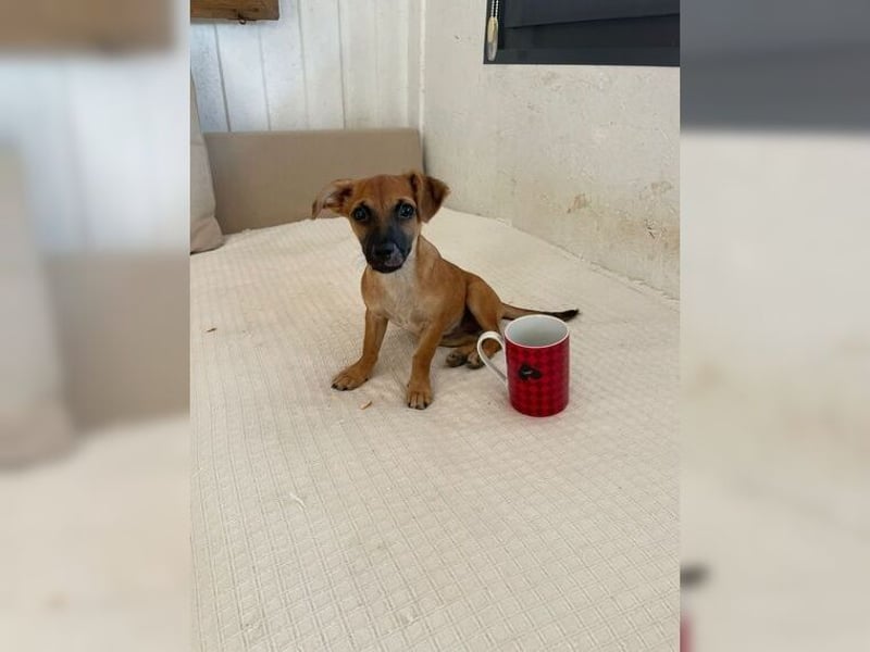 Winzige, lustige Foxy möchte viele Abenteuer erleben