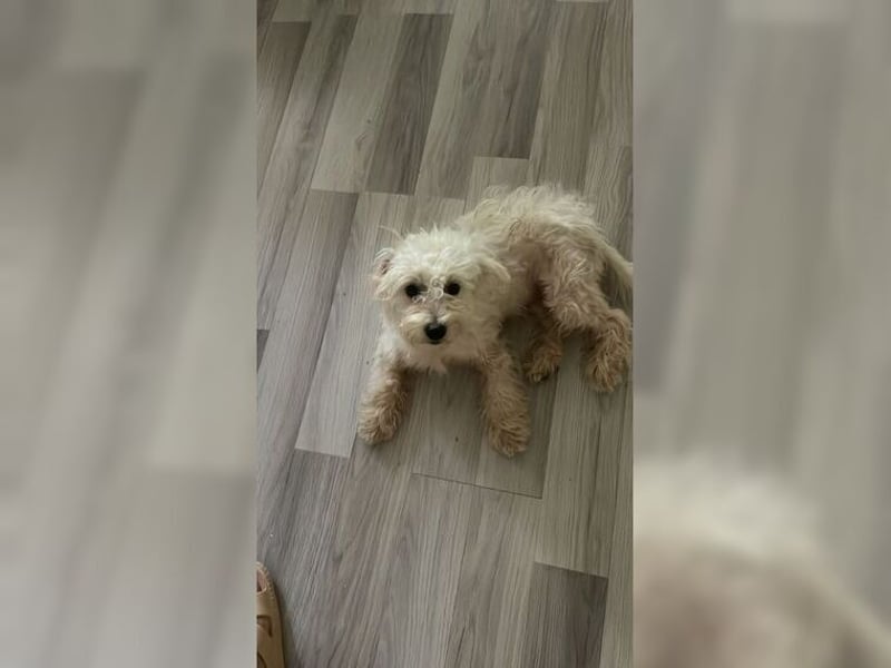 Ronja, zauberhafte, junge Hündin