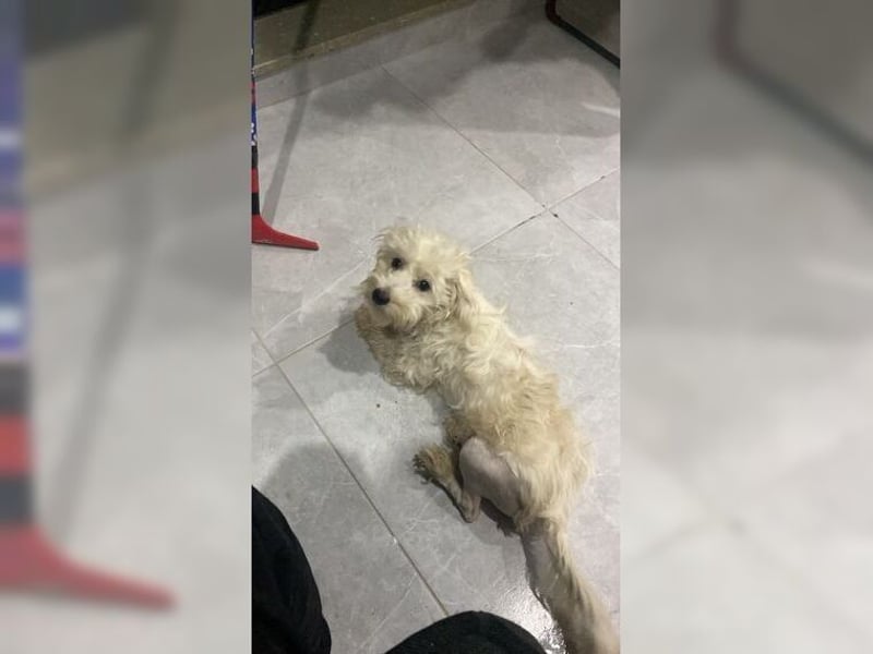Ronja, zauberhafte, junge Hündin