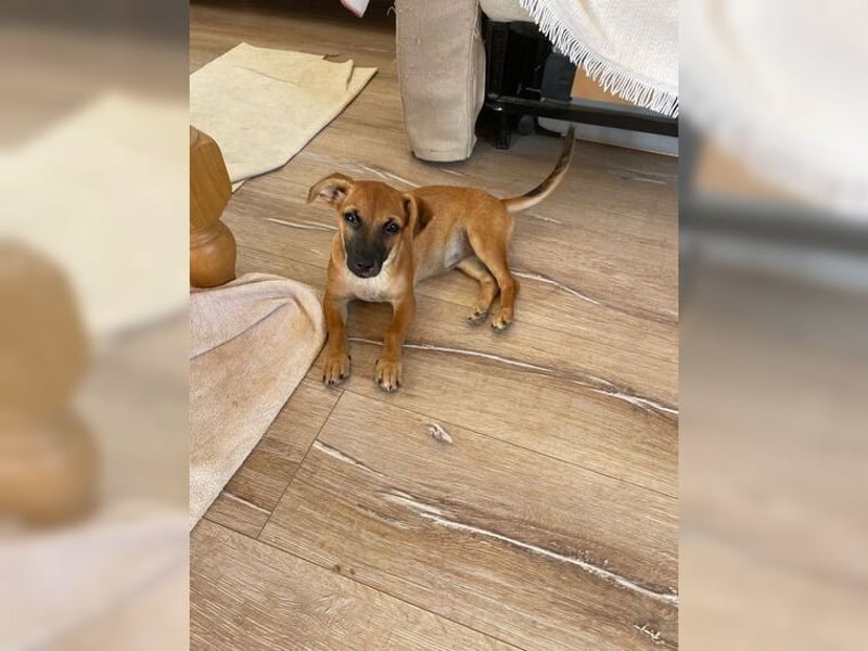 Winzige, lustige Foxy möchte viele Abenteuer erleben