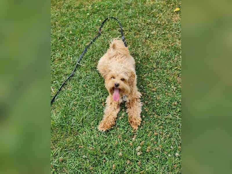 Maltipoo Mädchen 1,5 Jahre alt