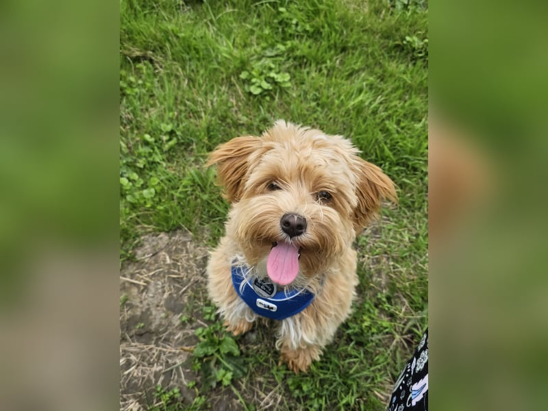 Maltipoo Mädchen 1,5 Jahre alt