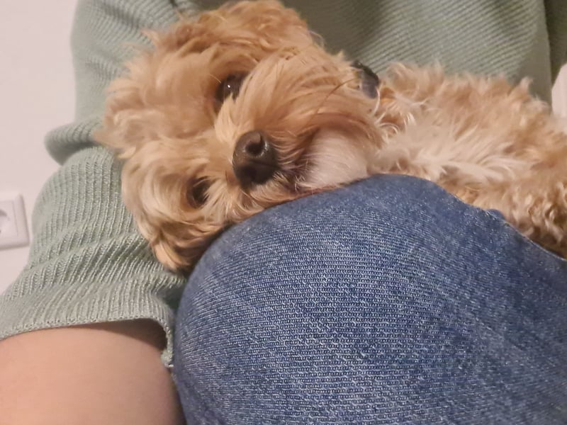 Maltipoo Mädchen 1,5 Jahre alt