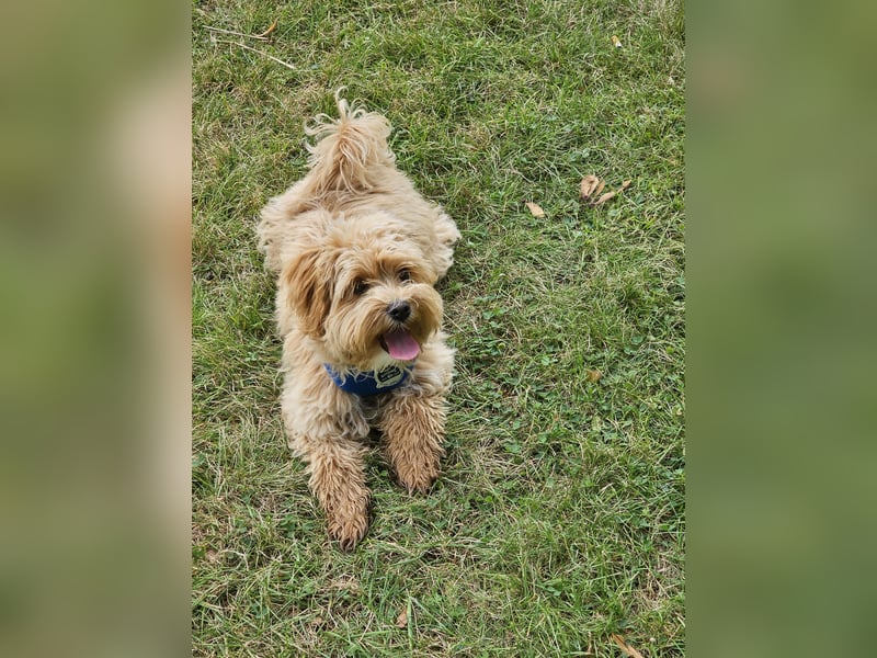 Maltipoo Mädchen 1,5 Jahre alt