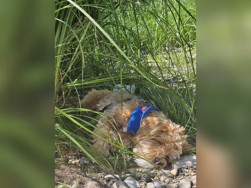 Maltipoo Mädchen 1,5 Jahre alt