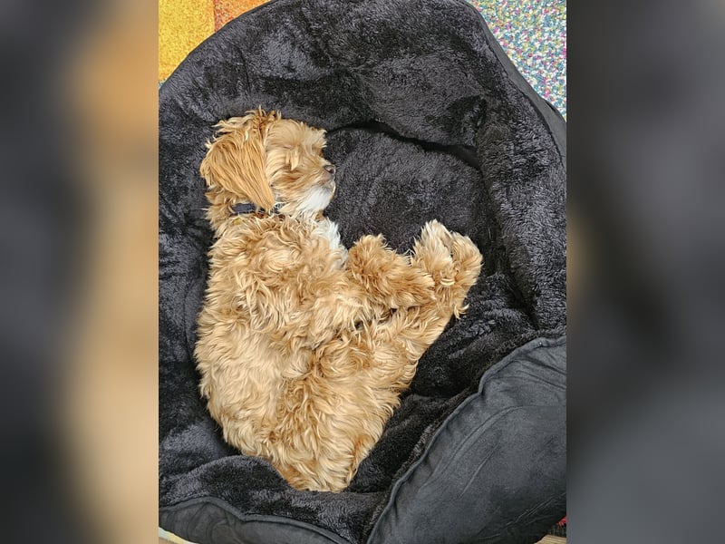 Maltipoo Mädchen 1,5 Jahre alt