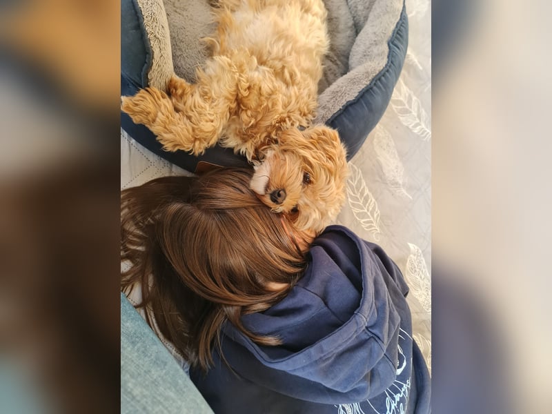 Maltipoo Mädchen 1,5 Jahre alt