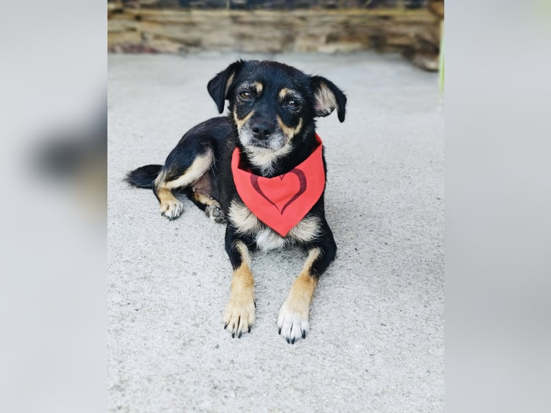 Pinscher Mix Gabi sucht Körbchen
