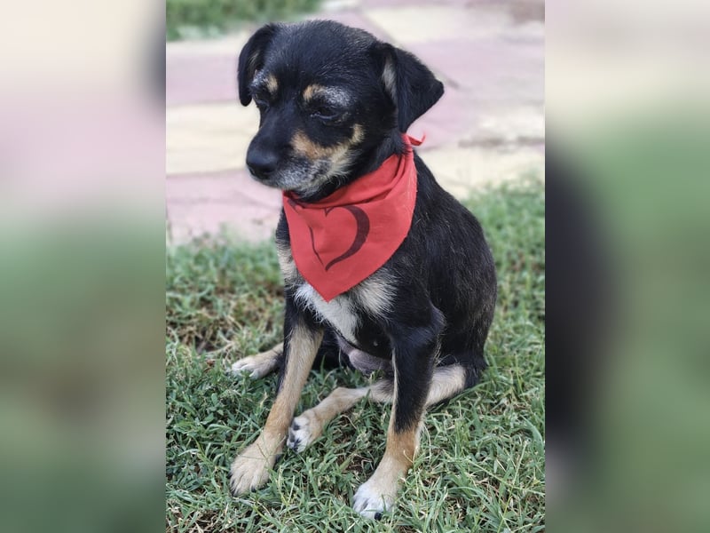 Pinscher Mix Gabi sucht Körbchen