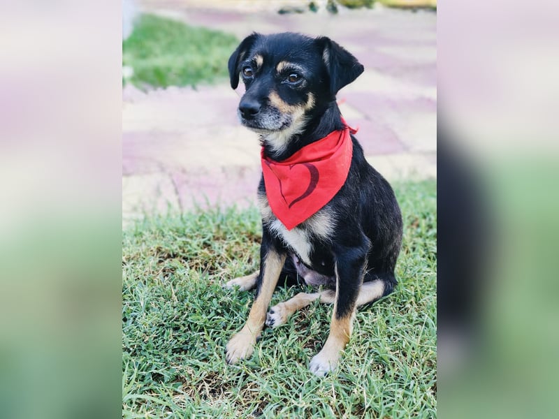 Pinscher Mix Gabi sucht Körbchen